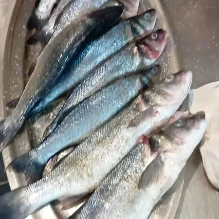 فندق And Pansion M&r توراني